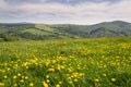 Beautiful summer landscape with blooming yellow dandelions, White Carpathians in background, Czech and Slovak republics, sunny day