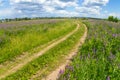 Beautiful summer landscape with bright flowers and blue sky. Countryside road through the field with pink and purple lupines Royalty Free Stock Photo