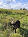 View of black goat in green meadow, cloudy sky Royalty Free Stock Photo