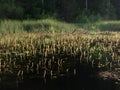 Beautiful summer landscape with calm lake, meadows, Royalty Free Stock Photo