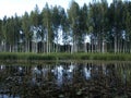 Beautiful summer landscape with calm lake, reflections of different trees,