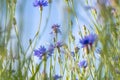 Beautiful summer landscape with cornflower field, desktop wallpaper. Bottom view