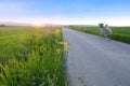 beautiful summer landscape, country road in sun, green field of young winter wheat, growing cereal plants, ripening agro culture, Royalty Free Stock Photo