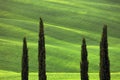 Beautiful summer landscape with cypress trees in Tuscany Royalty Free Stock Photo