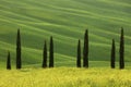 Beautiful summer landscape with cypress trees in Tuscany Royalty Free Stock Photo