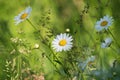 Beautiful summer landscape detail, wild daisy flowers in the meadow