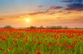 Beautiful summer landscape field with bright red flowers Royalty Free Stock Photo