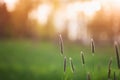 Beautiful summer landscape with field grass in sunset. Abstract nature background, sunny bokeh Royalty Free Stock Photo