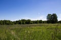 Beautiful summer landscape field with green grass and trees against clear blue sky Royalty Free Stock Photo