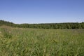 Beautiful summer landscape field with green grass and trees against clear blue sky Royalty Free Stock Photo