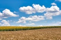 Beautiful summer landscape with the field of wheat and the field of a sunflower against the background of the sky with clouds. Royalty Free Stock Photo