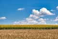 Beautiful summer landscape with the field of wheat and the field of a sunflower against the background of the sky with clouds. Royalty Free Stock Photo