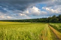 Beautiful summer landscape with fields, road, forest and picturesque sky with clouds