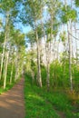 Beautiful summer landscape in birch grove Royalty Free Stock Photo