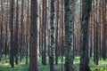 Summer landscape in a pine forest