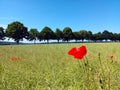 Beautiful summer landscape in germany. Field with poppy and trees in background