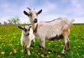 Beautiful summer landscape with a goat Royalty Free Stock Photo