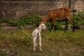 Beautiful summer landscape with a goat and kid Royalty Free Stock Photo