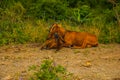 Beautiful summer landscape with a goat and kid Royalty Free Stock Photo