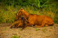 Beautiful summer landscape with a goat and kid Royalty Free Stock Photo