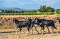 Beautiful summer landscape. Graceful black white goats glossy coats running clay path, green grassy field meadow Royalty Free Stock Photo