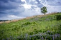 Beautiful summer landscape. Green field with blue wildflowers. Beauty of nature concept Royalty Free Stock Photo