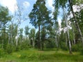 beautiful summer landscape green grass tall trees growing in a forest glade Royalty Free Stock Photo