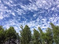 Beautiful summer landscape with green leaves on birches under blue sky with white clouds on sunny day horizontal view Royalty Free Stock Photo