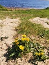 Sandy river bank and bright yellow flowers, blue water Royalty Free Stock Photo