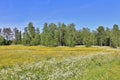Summer landscape Royalty Free Stock Photo