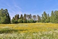 Summer landscape Royalty Free Stock Photo