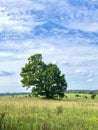 beautiful summer landscape. a huge oak grows in the middle of the field, clouds in the sky Royalty Free Stock Photo