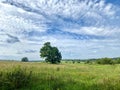 beautiful summer landscape. a huge oak grows in the middle of the field, clouds in the sky Royalty Free Stock Photo