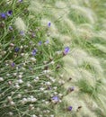 Beautiful Summer landscape image of vibrant wild flowers in mead Royalty Free Stock Photo