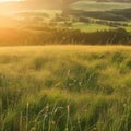 Beautiful summer landscape with meadow and sun rays