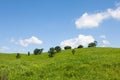 Beautiful summer landscape of meadows with trees. Detached trees on a green hill against the blue sky. Royalty Free Stock Photo