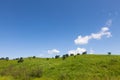 Beautiful summer landscape of meadows with trees. Detached trees on a green hill against the blue sky. Royalty Free Stock Photo