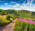 Beautiful summer landscape in the mountains