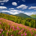 Beautiful summer landscape in the mountains with pink flowers