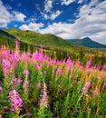 Beautiful summer landscape in the mountains with pink flowers