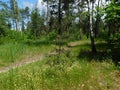 Beautiful summer landscape path green grass tall trees Royalty Free Stock Photo