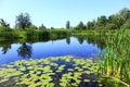 Picturesque pond with water-lilies. Summer lake