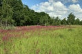 Beautiful summer landscape with pink meadow flowers, trees and blue sky Royalty Free Stock Photo