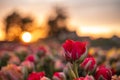 Beautiful summer landscape, red tulips bloom at sunset.