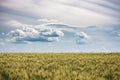 A beautiful filtered summer landscape of ripened golden wheat field ready for harvest with dramatic sky and clouds Royalty Free Stock Photo