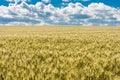 A beautiful summer landscape of ripened golden wheat field ready for harvest with dramatic sky and clouds Royalty Free Stock Photo