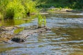 Beautiful summer landscape of the Small Cheremshan river with forest, banks, grass and current. The Ulyanovsk. Royalty Free Stock Photo