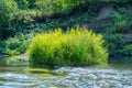 Beautiful summer landscape of the Small Cheremshan river with forest, banks, grass and current. The Ulyanovsk. Royalty Free Stock Photo