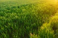 beautiful summer landscape in sun, green field of young winter wheat, growing cereal plants, ripening agro culture, agricultural Royalty Free Stock Photo