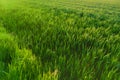 beautiful summer landscape in sun, green field of young winter wheat, growing cereal plants, ripening agro culture, agricultural Royalty Free Stock Photo